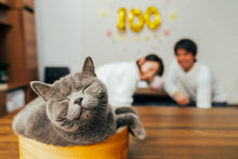 画像をギャラリービューアに読み込む, 京都 お食い初め・100日記念の出張写真撮影|ファミフォト関西